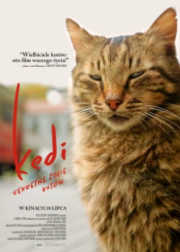 Kedi - sekretne życie kotów