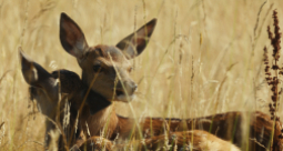 Bambi. Opowieść leśna  - zdjęcie 1