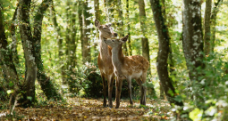 Bambi. Opowieść leśna  - zdjęcie 4