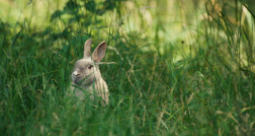 Bambi. Opowieść leśna  - zdjęcie 3