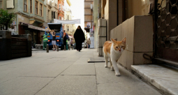 Kedi - sekretne życie kotów - zdjęcie 1