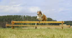 Lassie, wróć! - zdjęcie 4