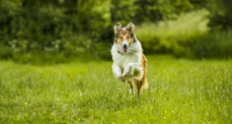 Lassie, wróć! - zdjęcie 5