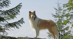Lassie, wróć! - zdjęcie 2
