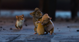 Mysz-masz na święta - zdjęcie 14